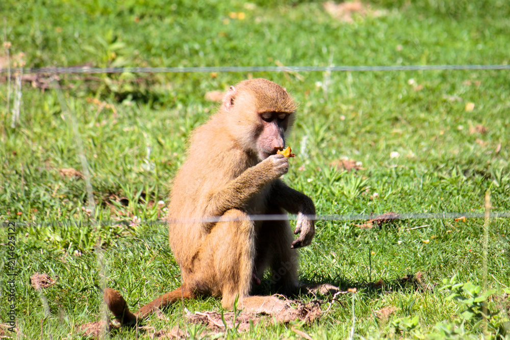 Macaco a comer
