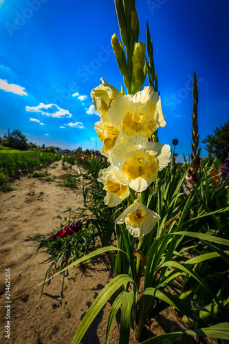 Fototapeta Naklejka Na Ścianę i Meble -  Gelbe Gladiole auf freiem Feld, Gladiolus Amicitia, Detailaufnahme