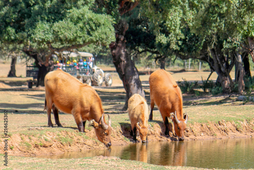 Bisontes a beber