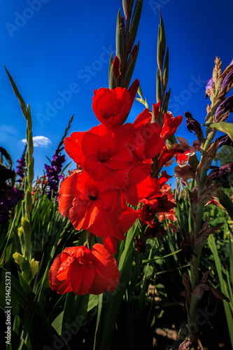 Fototapeta Naklejka Na Ścianę i Meble -  Rote Gladiole auf freiem Feld, Gladiolus Amicitia, Detailaufnahme