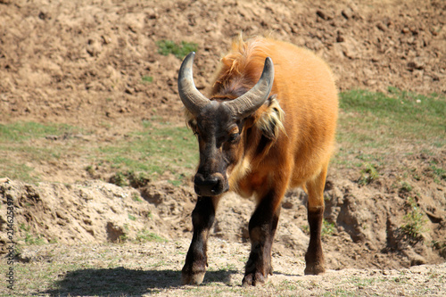 Obraz na płótnie Bisonte Bebe w salonie