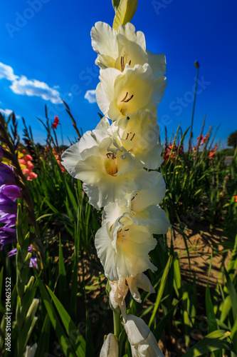 Fototapeta Naklejka Na Ścianę i Meble -  Gelbe Gladiole auf freiem Feld, Gladiolus Amicitia, Detailaufnahme