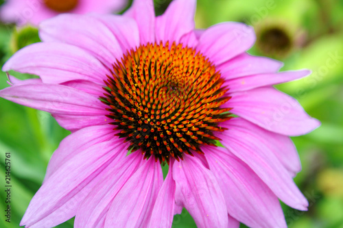 Close Up View of a Bright Magenta Pink Purple Echinacea Coneflower Against a Soft Green Background