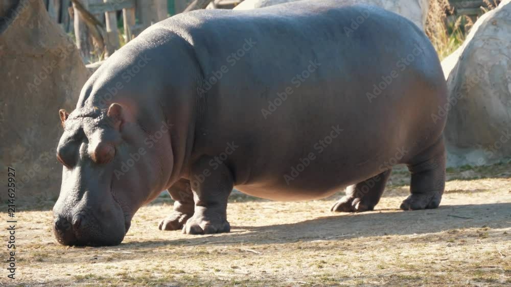 Thick charming Hippo at the zoo in summer Thick charming Hippo at the zoo in summer