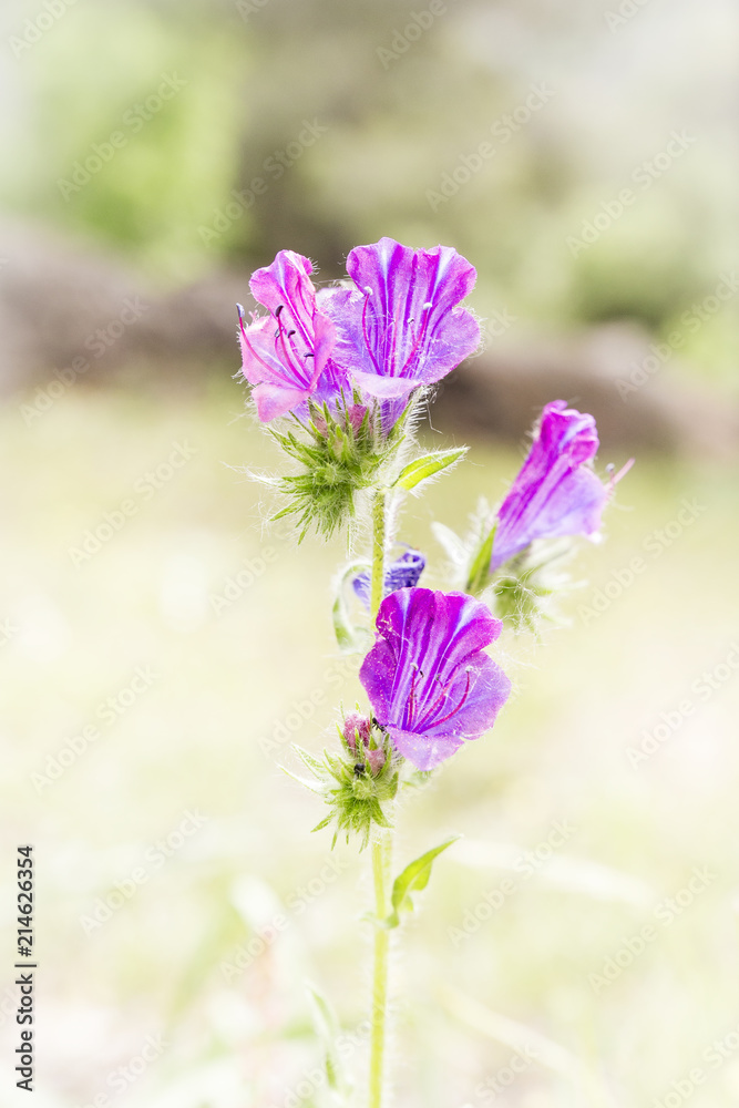 Naklejka premium purple wild flower on a blurred natural background 