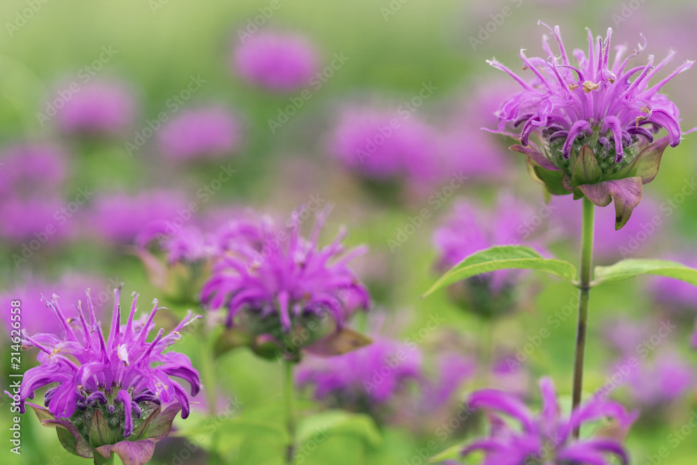 Fototapeta premium A field of bee balm. Monarda, horsemint, oswego tea, and bergamot. Selective focus, blurred background.