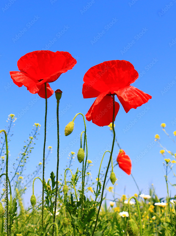 Obraz premium Field of poppies