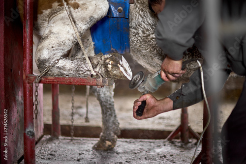 The farmer cleans the hooves of the cow, in the livestock sector the horticulture industry of agriculture and the concept of livestock photo