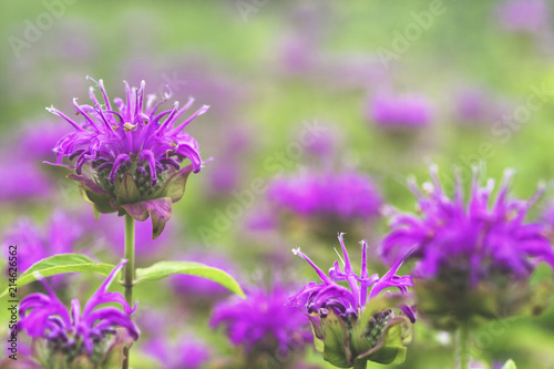 A field of bee balm. Monarda, horsemint, oswego tea, and bergamot. Selective focus, blurred background.