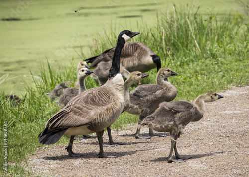 Family of Geese