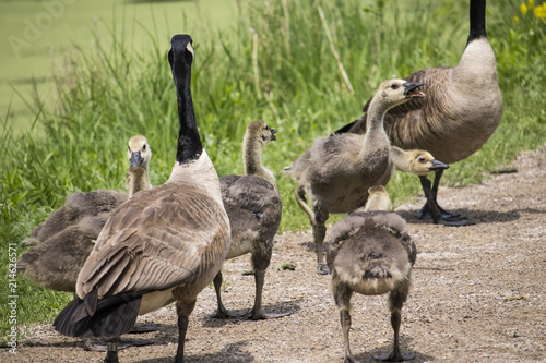 Gaggle of Geese