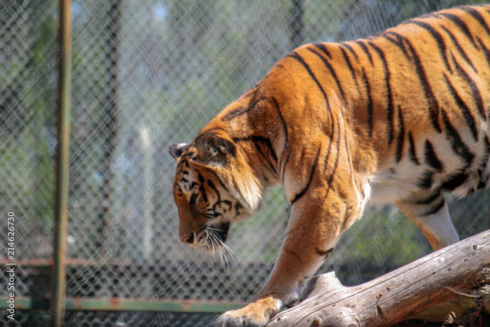 Tigre de Perfil