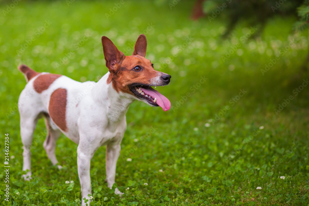 Jack Russell Terrier stands on the grass