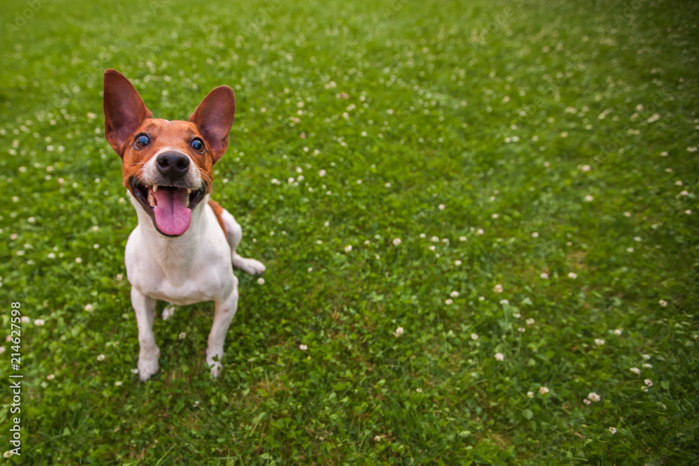 funny dog on the grass background with copy space, Jack Russell Terrier