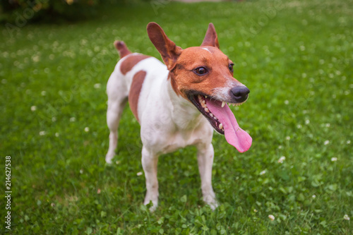 Fototapeta Naklejka Na Ścianę i Meble -  dog stuck out his tongue
