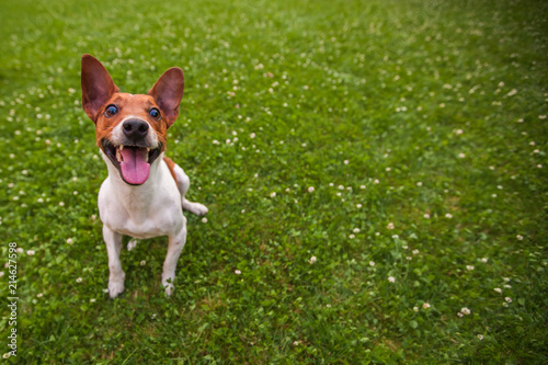 funny dog on the grass background with copy space, Jack Russell Terrier