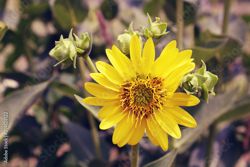 Yellow Native Midwest Prairie Oak Savanna Restoration Cup Plant Sunflower Like Blooms Against Brown Dry Leaf Background photo