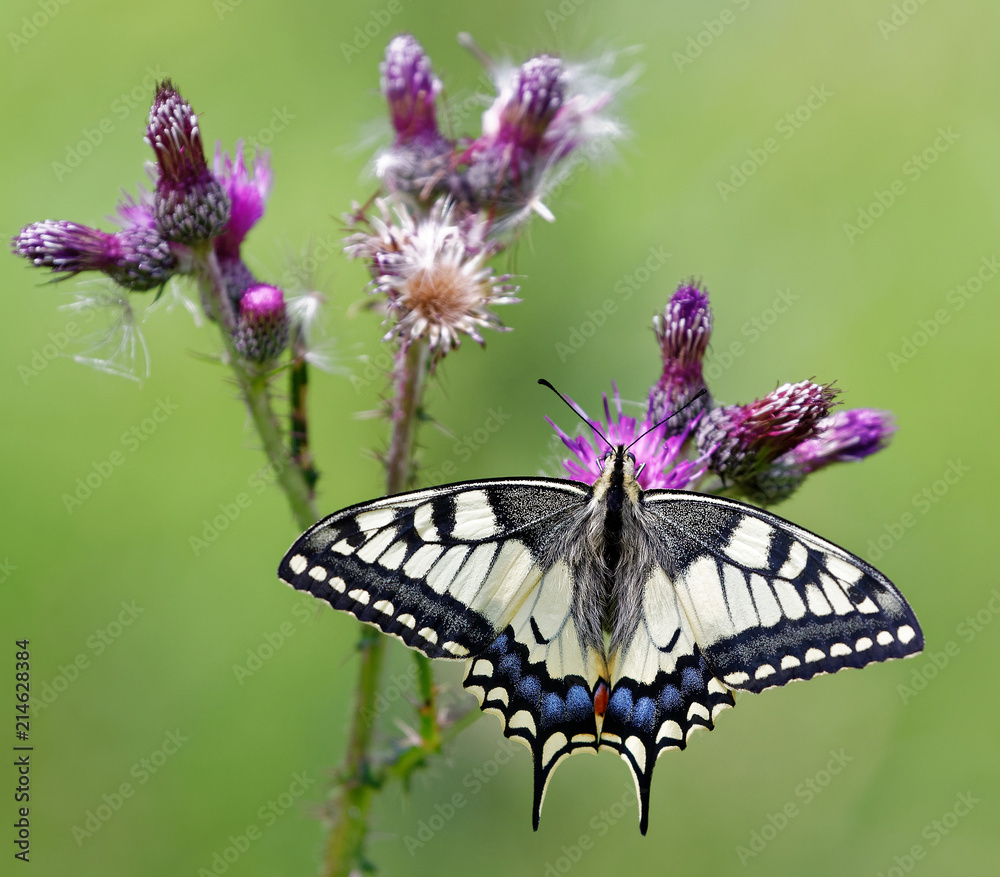 Le machaon