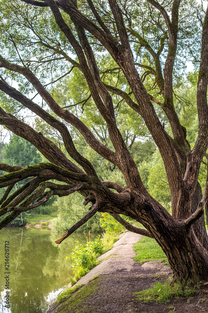 Magic willows in the summer evening