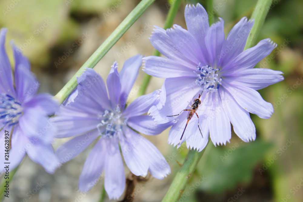 Fototapeta premium Light Purple Blue Macro Wild Chicory Edible Plant Flowers with Orange and Black Bee Pollinator