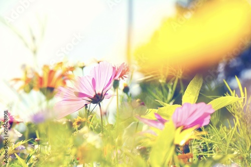 Blumenwiese - Sommerblumen
