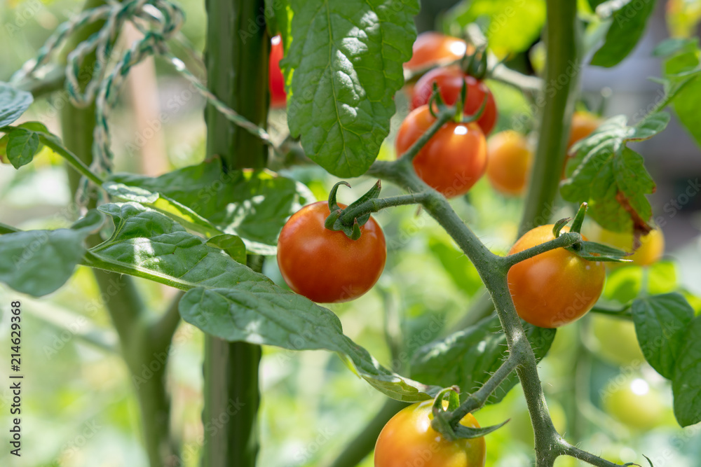 tomaten am Strauch