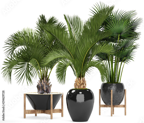 Hyophorbe palm photo