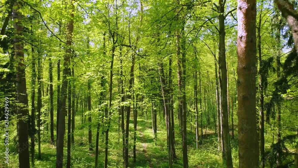 Flying between the trees in the spring forest. Flying between the trees in the spring forest.