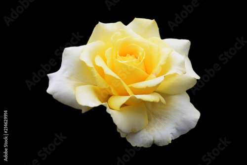 Fototapeta Naklejka Na Ścianę i Meble -  Beautiful pale yellow-white rose isolated on black background