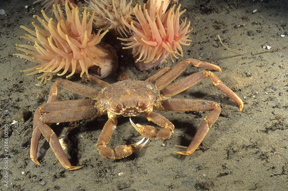 Snow Crab underwater in the St. Lawrence estuary in canada
