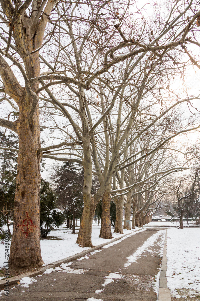 Fototapeta premium Snow in the Park