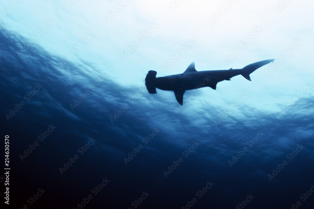 Obraz premium Scalloped hammerhead shark underwater at the Galapagos Islands