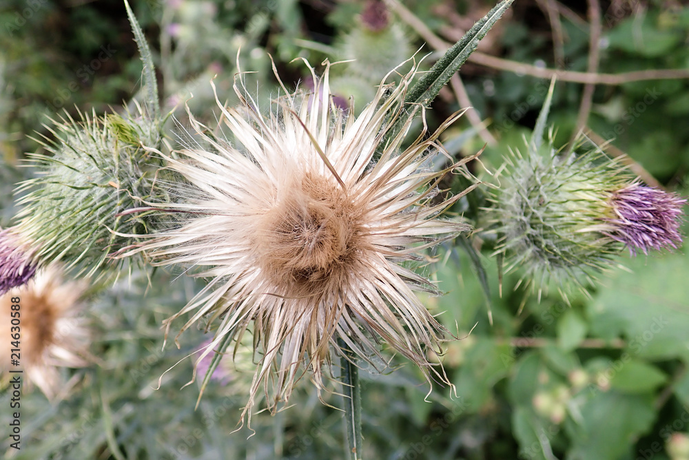Close-up of Cirsium Vulgare Spear Thistle Close-up of Cirsium Vulgare Spear Thistle