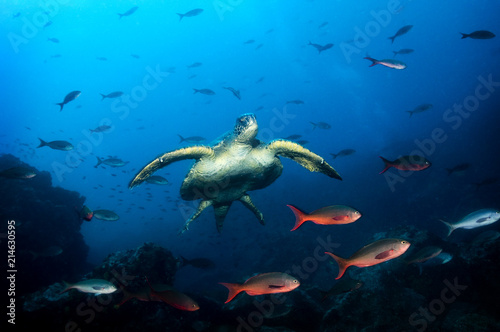 Fototapeta Naklejka Na Ścianę i Meble -  Green Sea Turtle Island in the Galapagos Islands.