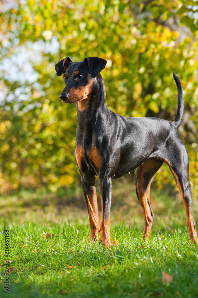 Deutscher Pinscher