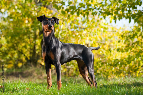 Deutscher Pinscher steht in einer Wiese unter Bäumen photo