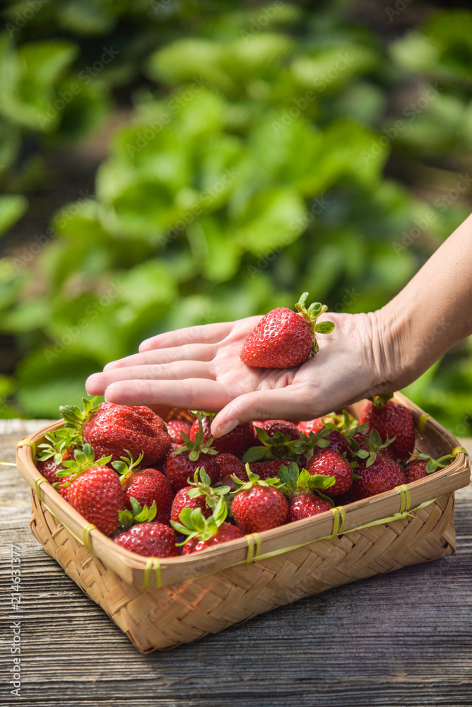 basket with strawberries in your hands basket with strawberries in your hands