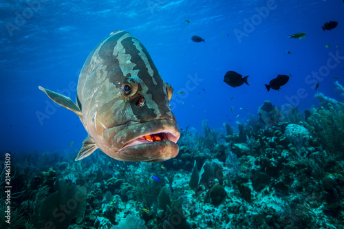 Underwater seascape and Nassau Grouper at Little Cayman photo
