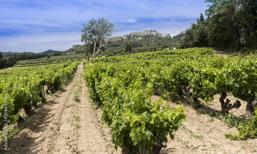 Les Baux-de-Provence historic castle with grape vines in the foreground. Bouches du Rhone, Provence, France, Europe.