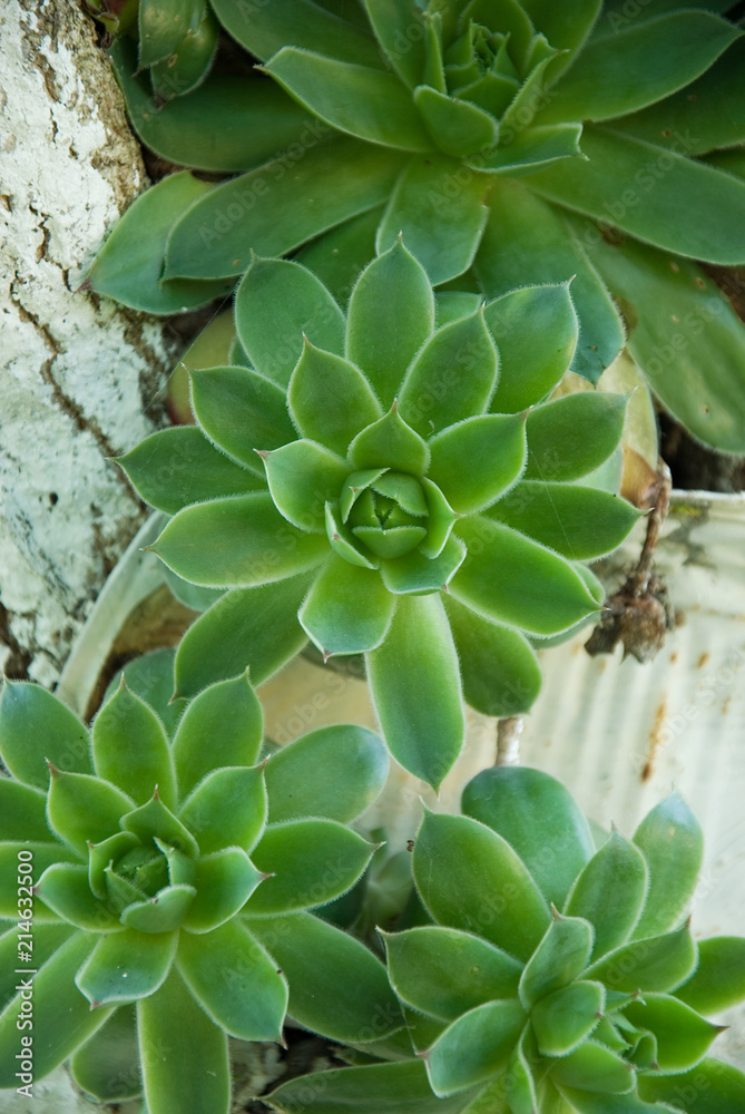 Common houseleek (Sempervivum tectorum) Common houseleek (Sempervivum tectorum)