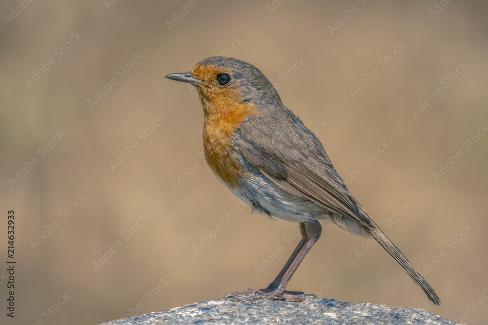 Fototapeta premium Rouge gorge de profil