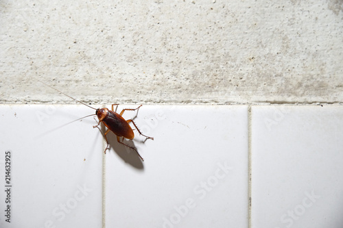 Cockroach crawling on white tile wall