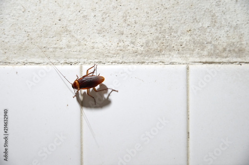 Cockroach crawling on white tile wall