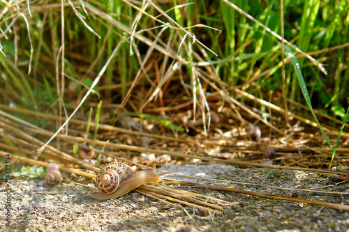 Schnecke