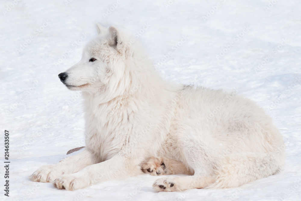 Naklejka premium Wild arctic wolf is lying on white snow. Animals in wildlife. Canis lupus arctos.
