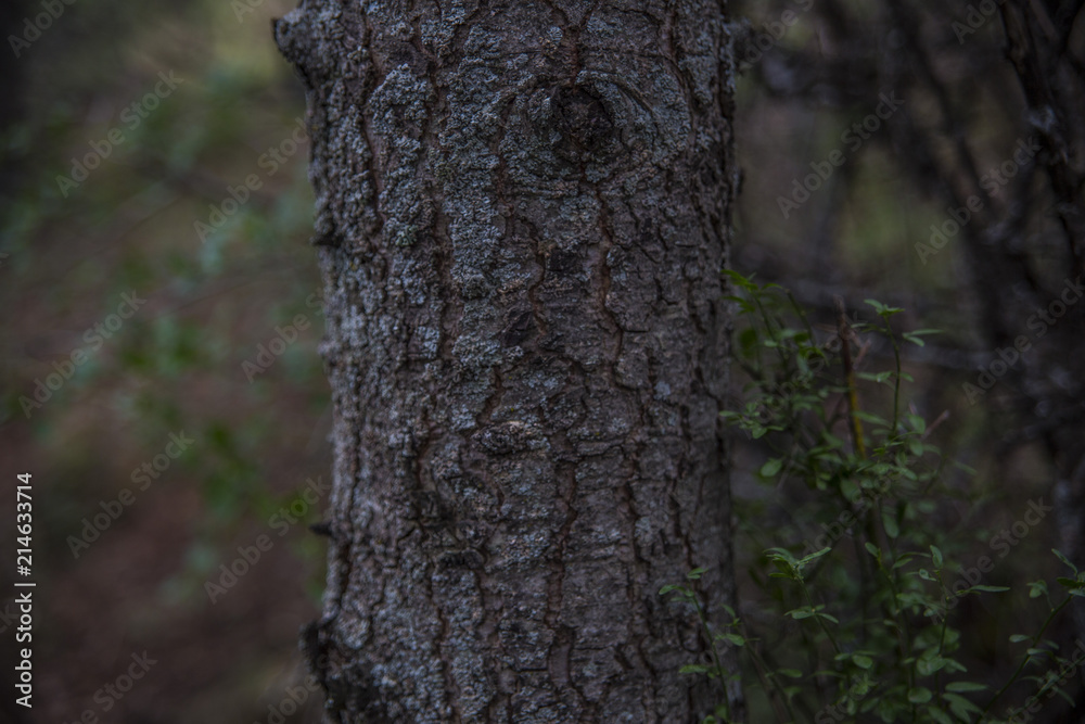 close up tree bark texture of background close up tree bark texture of background