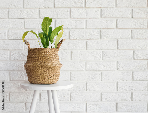 Green plant in a straw basket on the white brick wall background.