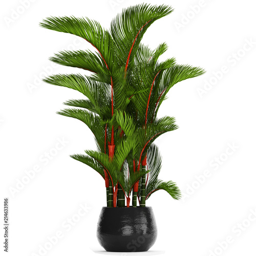 palms Cyrtostachys renda