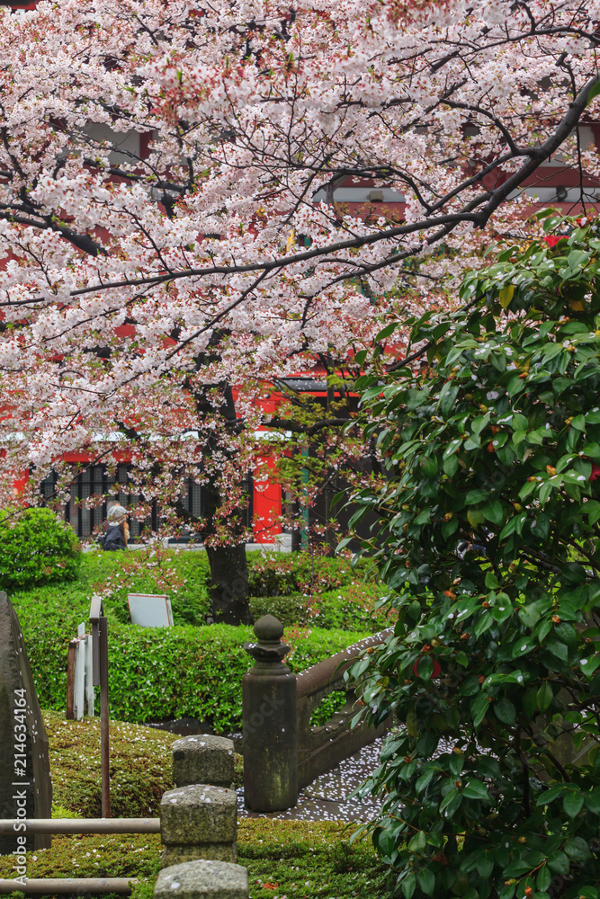 Traditional Japanese Architecture, Sensoji Temple, Asakusa; Tokyo, Japan with sakura and tree