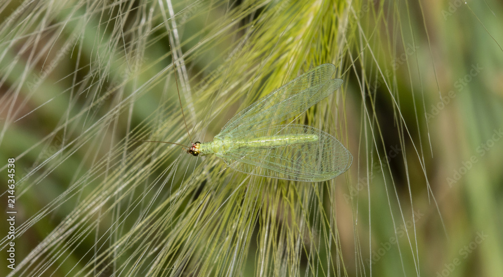 Fototapeta premium Macro of a Green Lacewing (Chrysopidae) Resting on a Leaf
